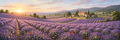 Lavender Rows mural